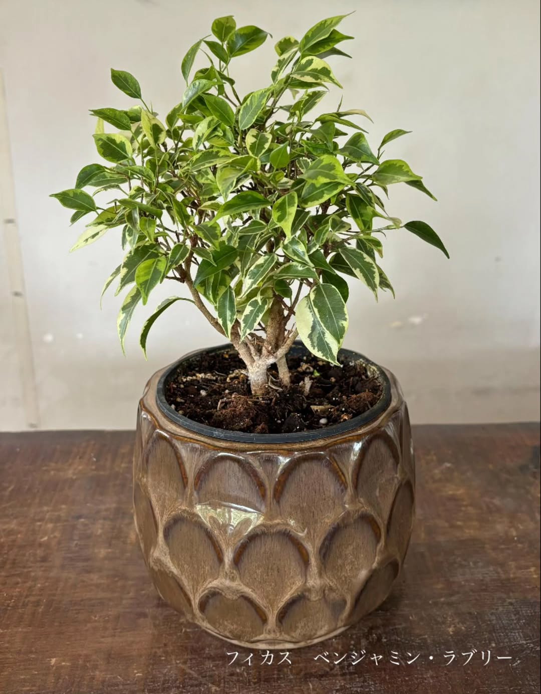 やさしい葉色が魅力。フィカス・ベンジャミン・ラブリーのある暮らし