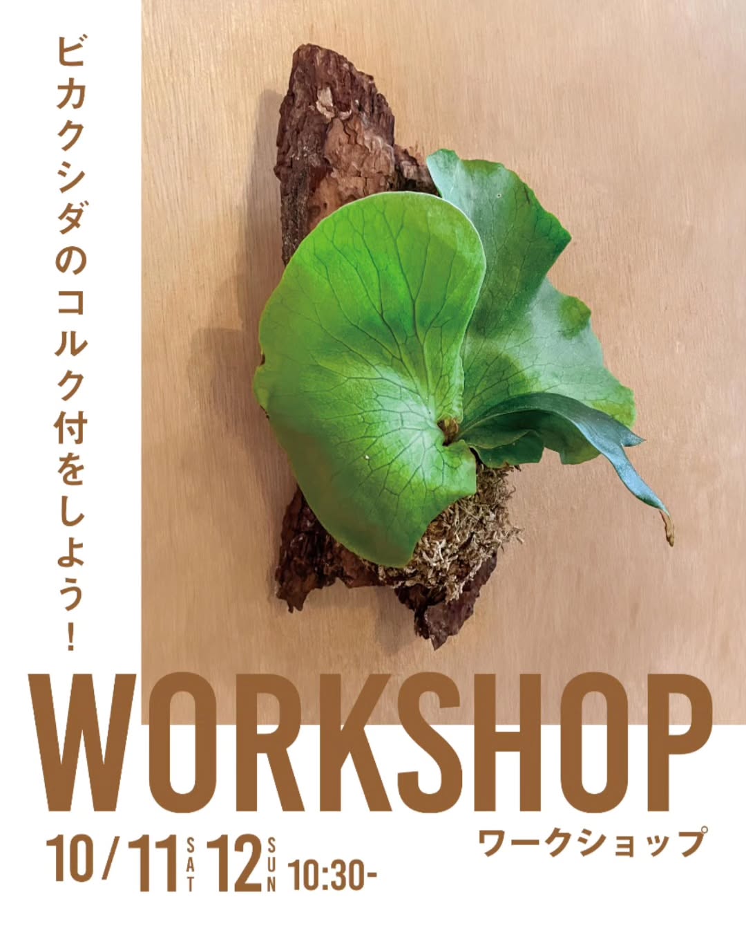 ビカクシダのコルク付けを作ろう！ - グリーンプロデュース～暮らしに