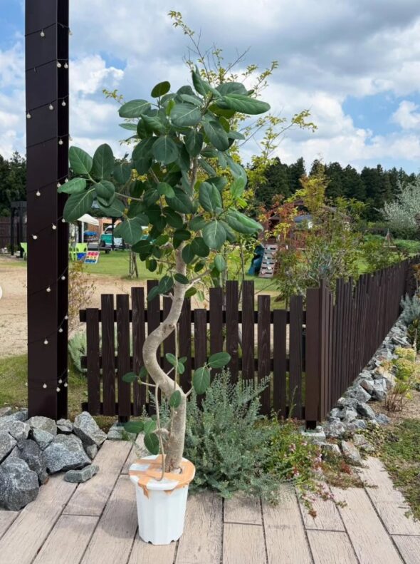 想像以上の迫力！部屋を支配するビッググリーン