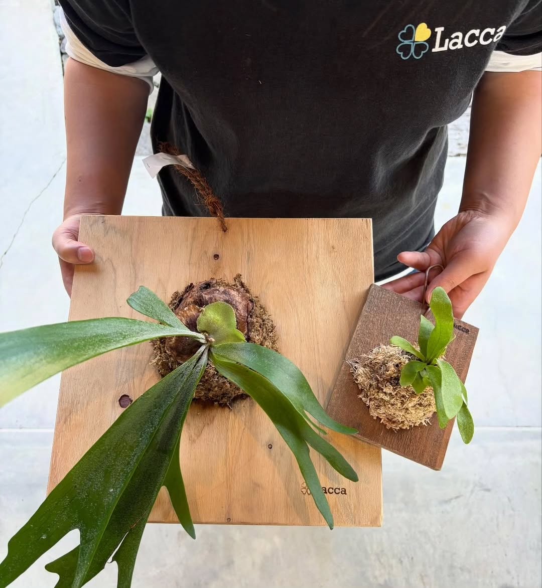 手のひらサイズからはじめるミニビカクシダ板付ワークショップ