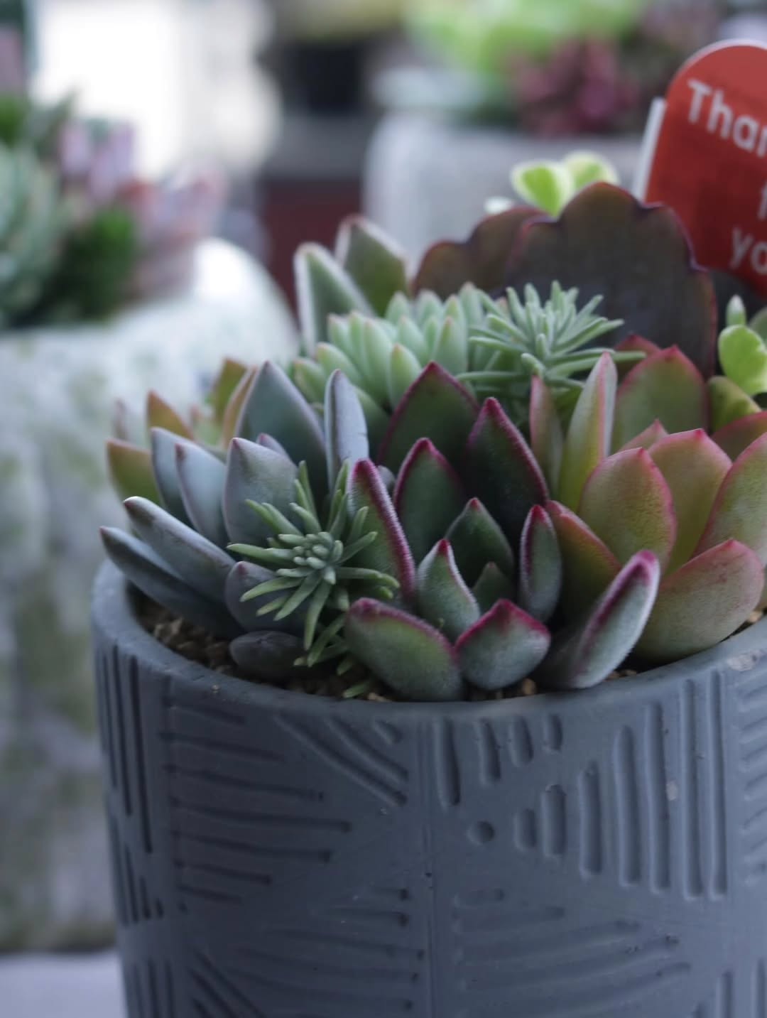 多肉植物寄せ植え - グリーンプロデュース～暮らしに緑を～｜グリーン