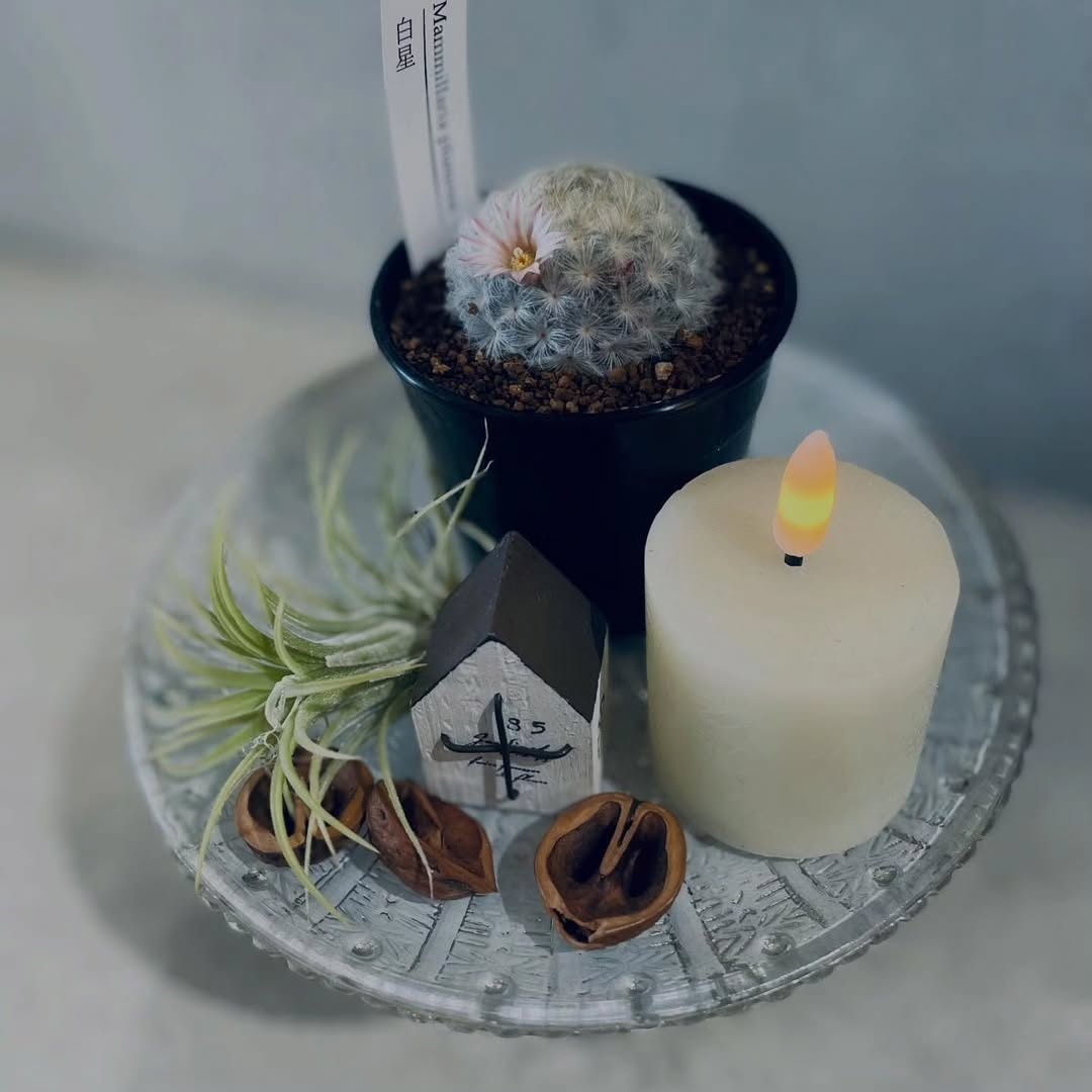 ふわっと冬支度☃️ マミラリア白星、再入荷しました