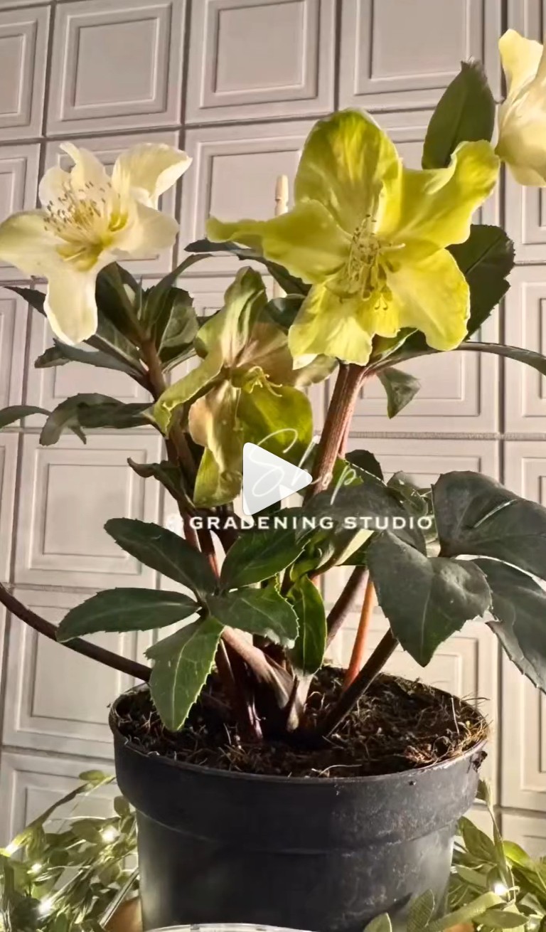 クリスマスローズ - グリーンプロデュース～暮らしに緑を～｜グリーン