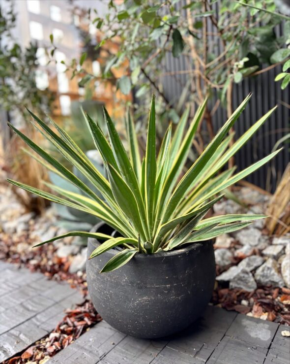 ワイルドで強い、冬支度に迎えたいユッカたち