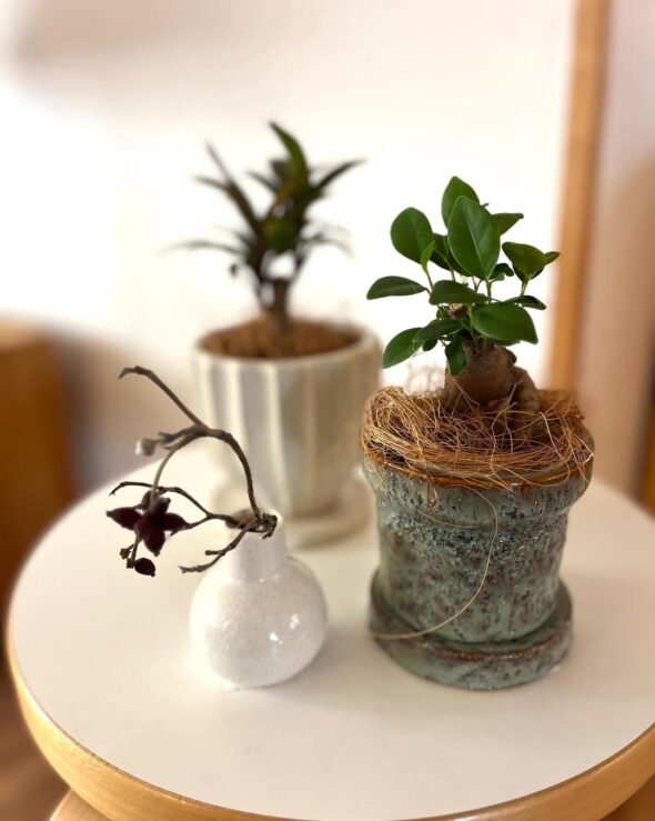 ニッチに映える、手のひらサイズのグリーンたち
