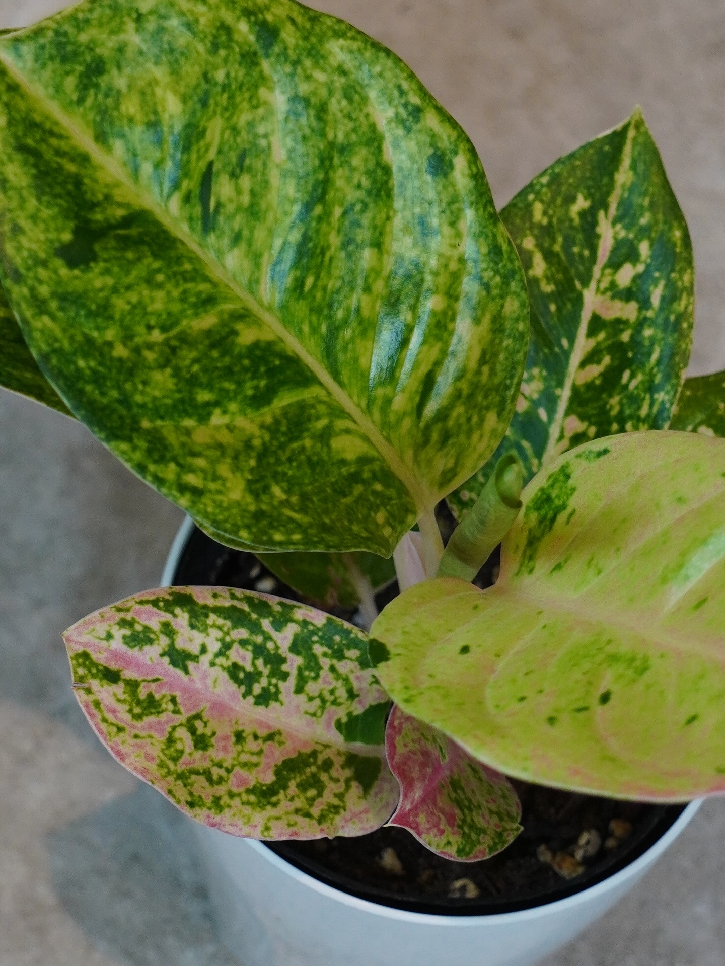 アグラオネマ - グリーンプロデュース～暮らしに緑を～｜グリーン雑貨