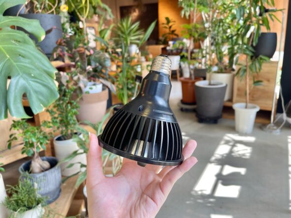 冬の光不足対策に。植物育成ライトのすすめ