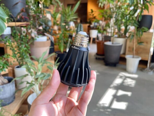 冬の光不足対策に。植物育成ライトのすすめ