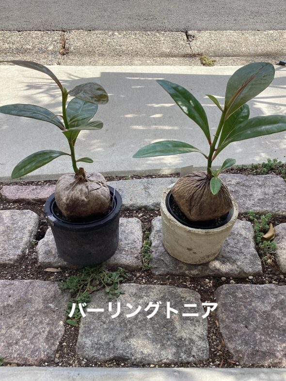 マダガスカルからの贈り物——バーリングトニアの花言葉と魅力