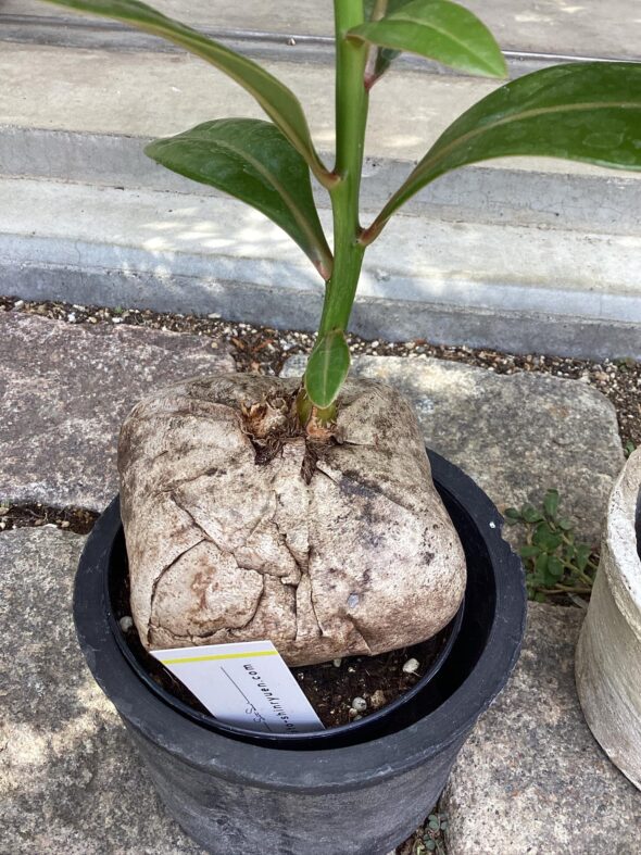 マダガスカルからの贈り物——バーリングトニアの花言葉と魅力