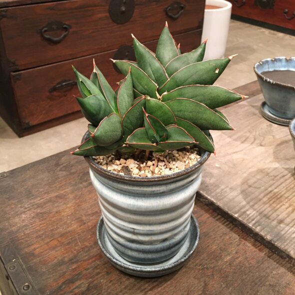 芸術的な佇まい——サンセベリア×作家鉢の美しい組み合わせ