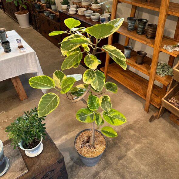 明るさが鍵！フィカス アルテシマの美しい葉色