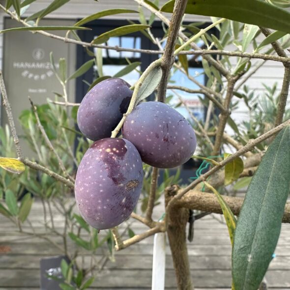 オリーブ - グリーンプロデュース～暮らしに緑を～｜グリーン雑貨 専門