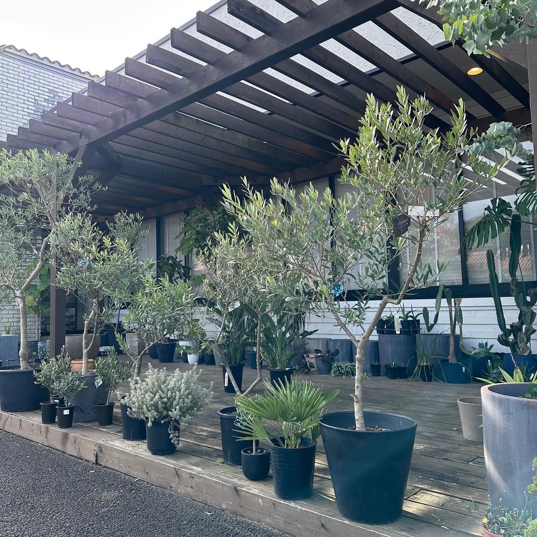 オリーブ - グリーンプロデュース～暮らしに緑を～｜グリーン雑貨 専門