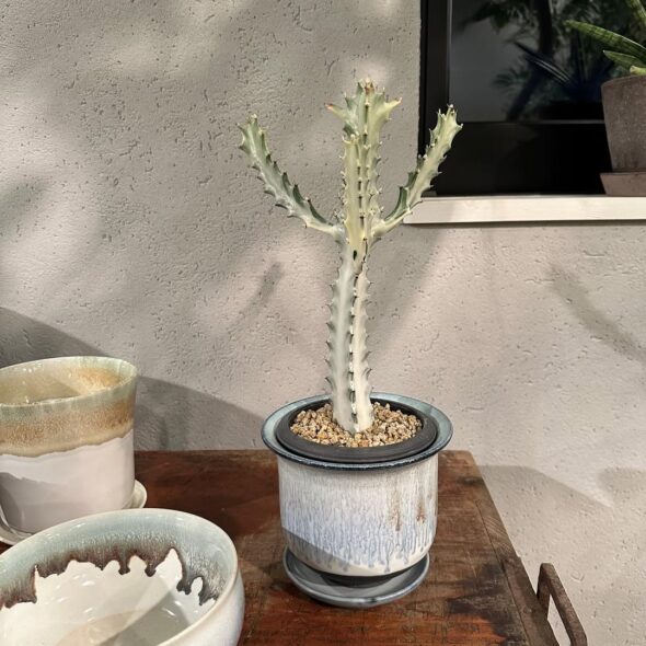 幻想的な存在感、ホワイトゴースト