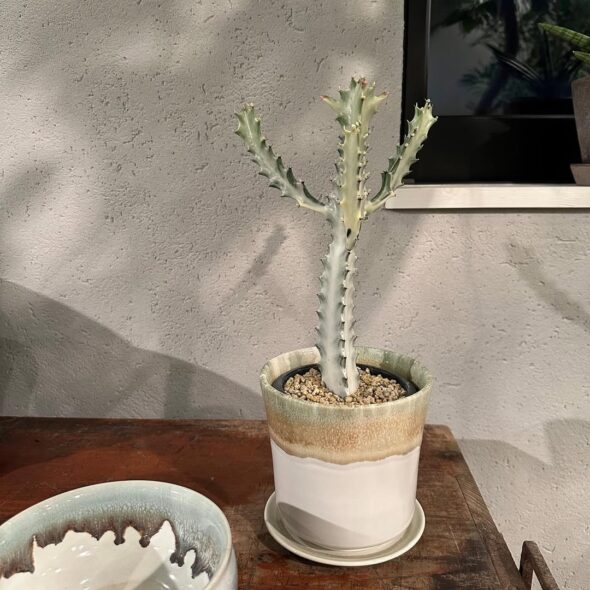 幻想的な存在感、ホワイトゴースト