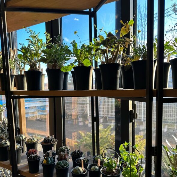 冬に育てる、もうひとつの塊根植物