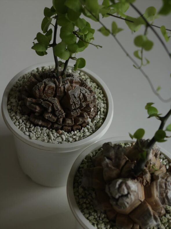 ゴツゴツと繊細の共存。亀甲竜の魅力