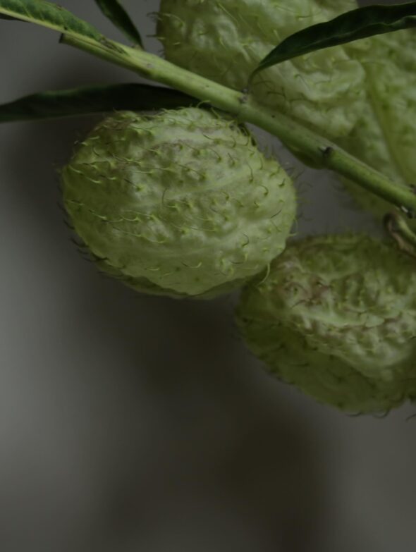 お部屋で楽しむ、秋の切り枝入荷しました