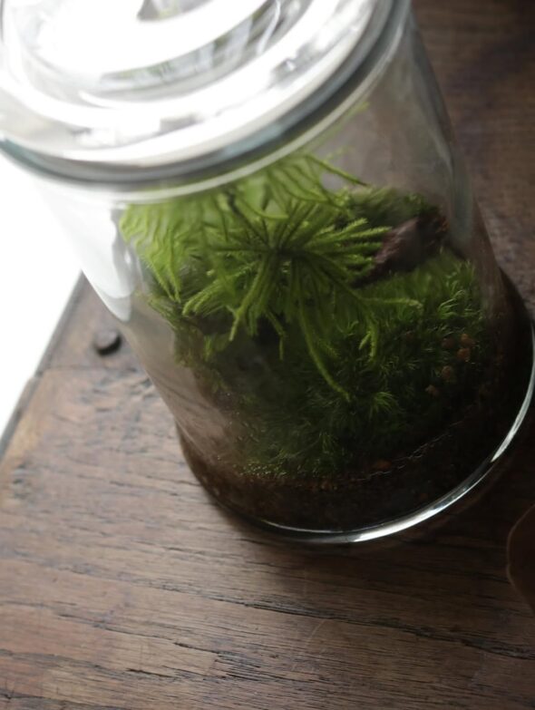 瓶の中の小さな森と、冬の贈りもの