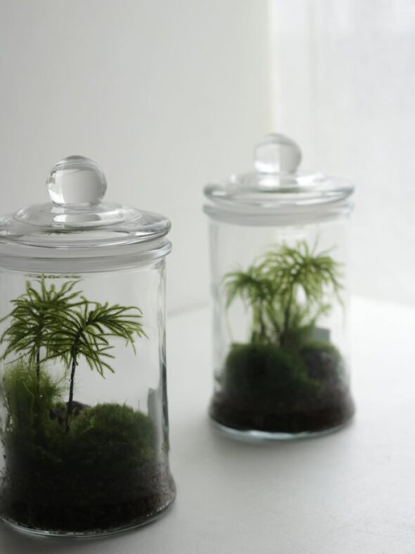 瓶の中の小さな森と、冬の贈りもの