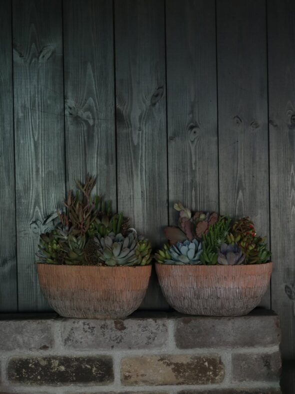 彩り豊かな多肉植物寄せ植え、揃いました