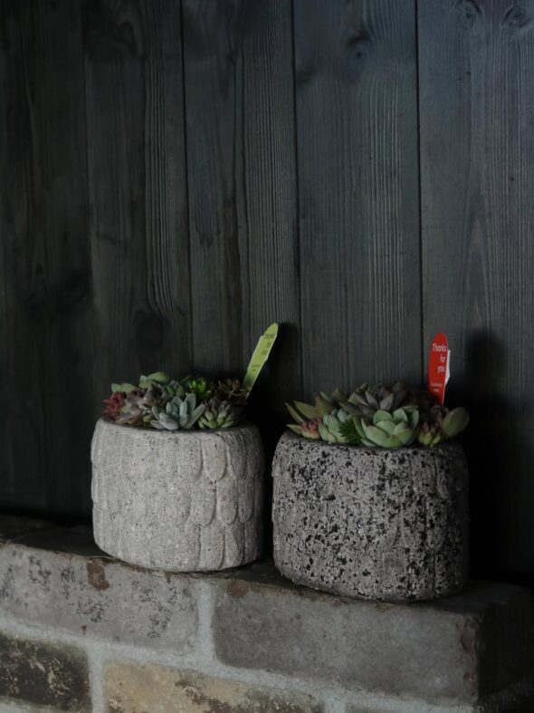 彩り豊かな多肉植物寄せ植え、揃いました