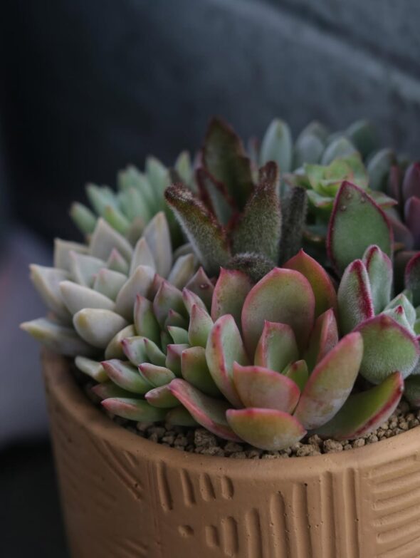 彩り豊かな多肉植物寄せ植え、揃いました