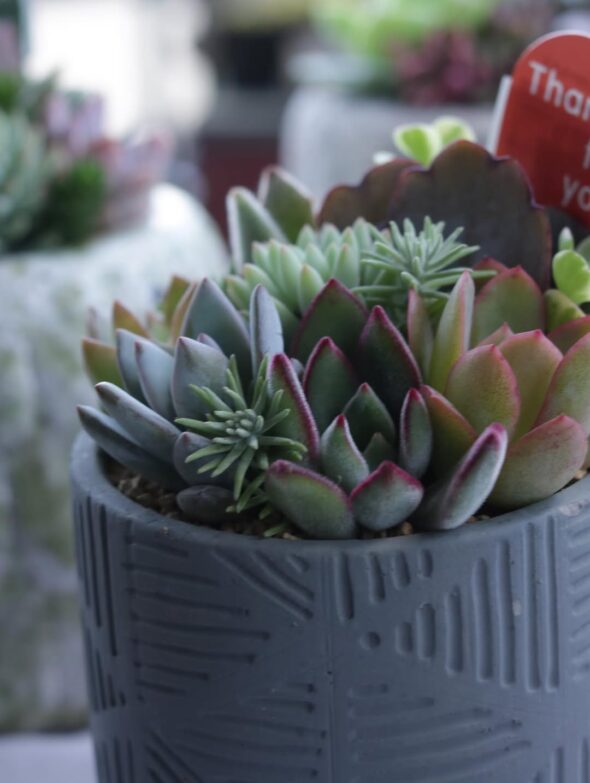 彩り豊かな多肉植物寄せ植え、揃いました