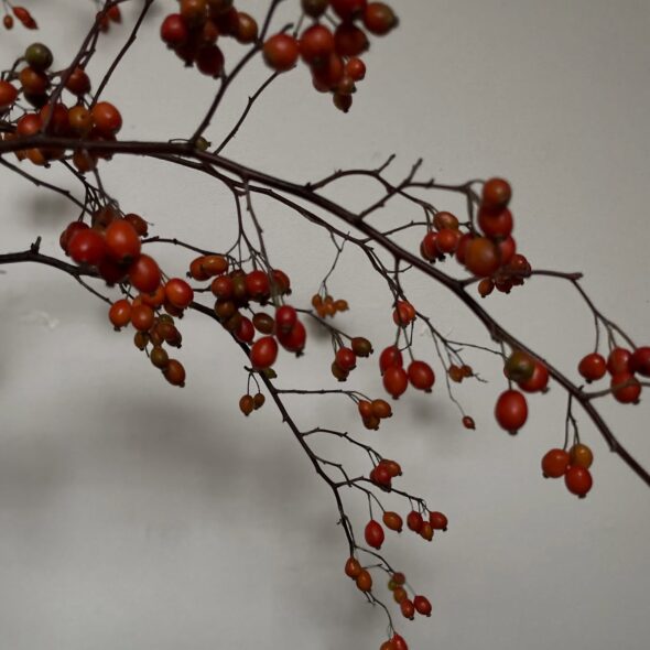 秋を運ぶ実もの──ローゼンセテゲラの美しさ