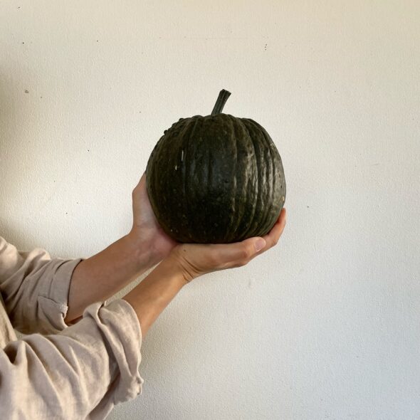 ハロウィン過ぎない秋の彩り——おもちゃかぼちゃ入荷しました