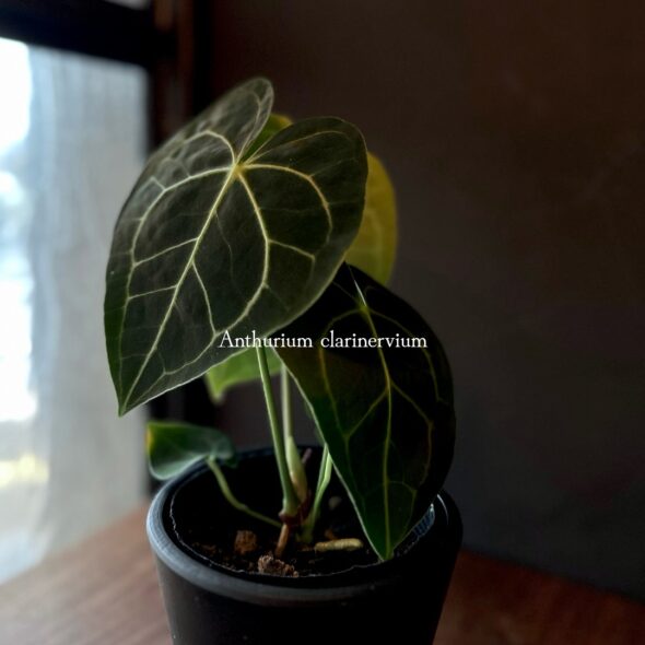 かたちで楽しむ、個性派グリーンたち