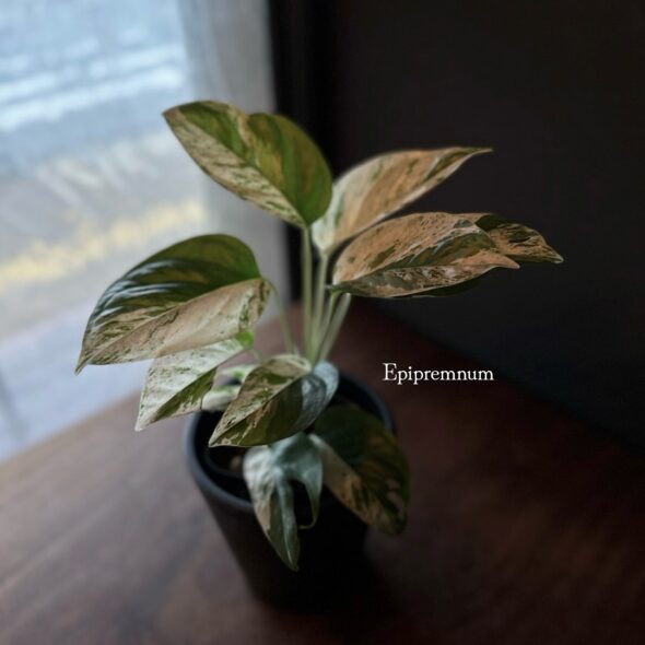 かたちで楽しむ、個性派グリーンたち