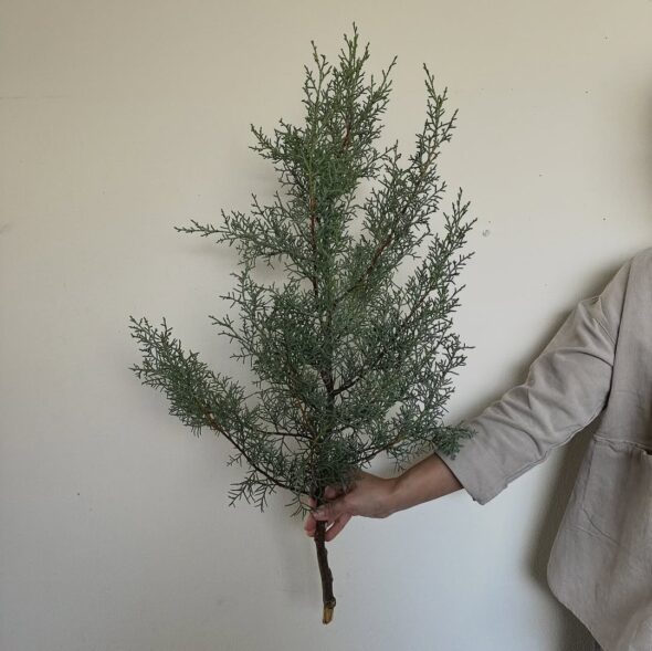 森の香りを楽しむ、ブルーアイスのクリスマス支度