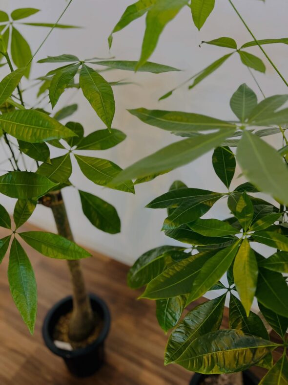 お気に入りがきっと見つかる——新入荷グリーンのご紹介