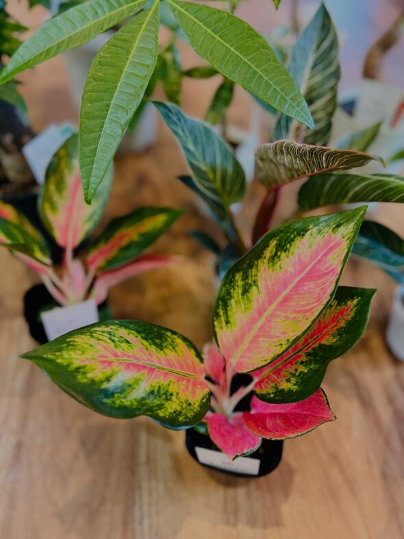 お気に入りがきっと見つかる——新入荷グリーンのご紹介