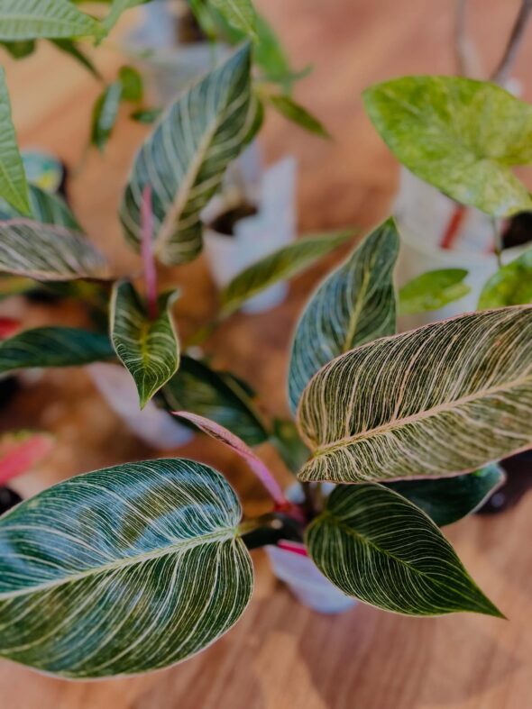 お気に入りがきっと見つかる——新入荷グリーンのご紹介