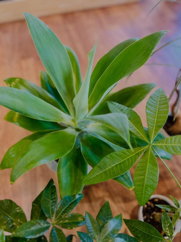 お気に入りがきっと見つかる——新入荷グリーンのご紹介