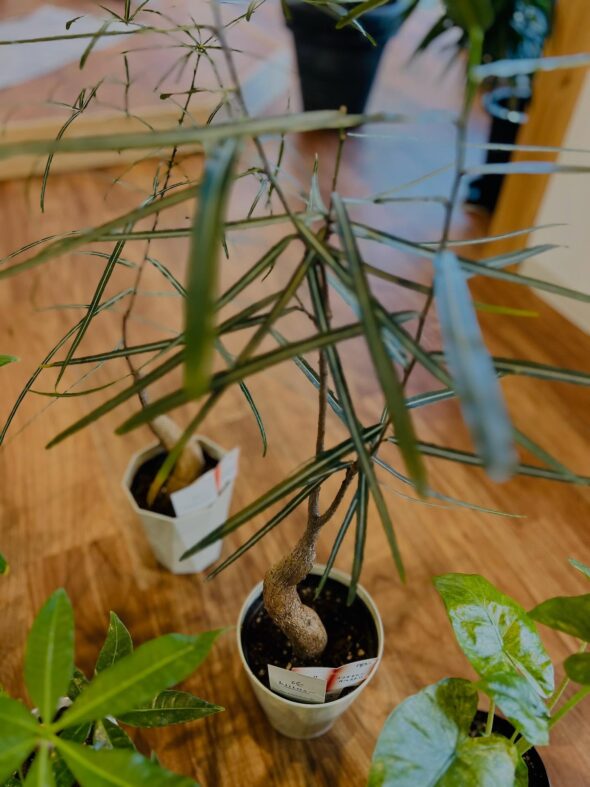 お気に入りがきっと見つかる——新入荷グリーンのご紹介