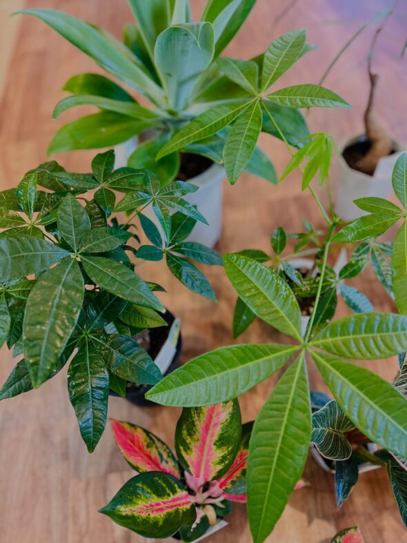 お気に入りがきっと見つかる——新入荷グリーンのご紹介