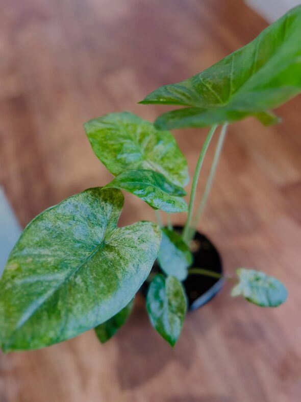 お気に入りがきっと見つかる——新入荷グリーンのご紹介