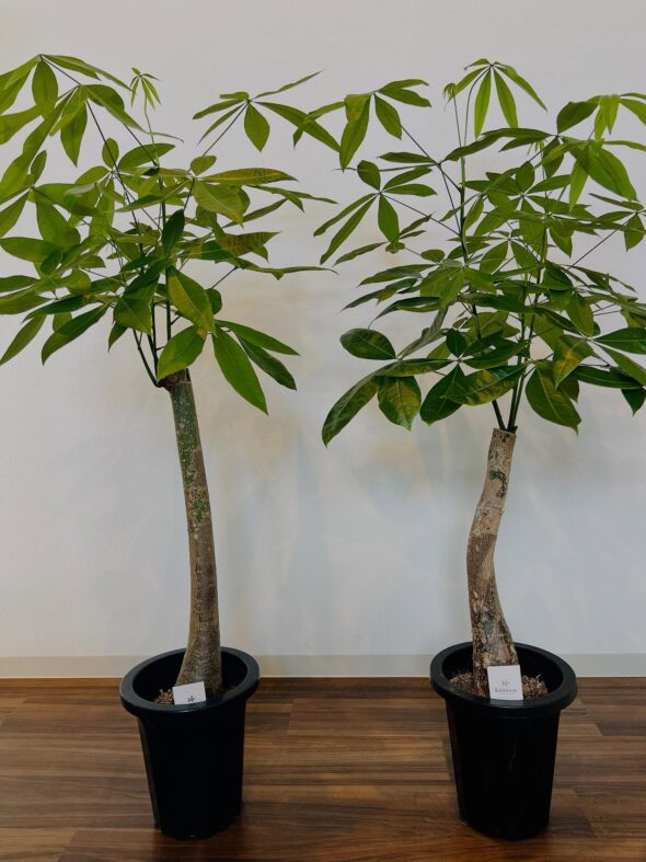 お気に入りがきっと見つかる——新入荷グリーンのご紹介