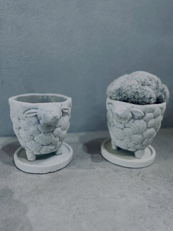 大人気マミラリア白星＆ひつじポット、待望の再入荷🐏✨