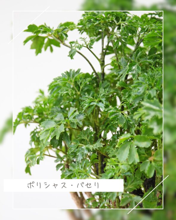 小さな森を暮らしの中に