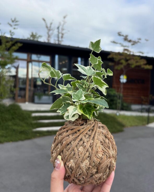 世界にひとつの苔玉を