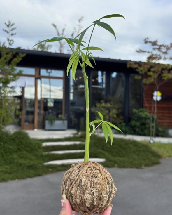 世界にひとつの苔玉を