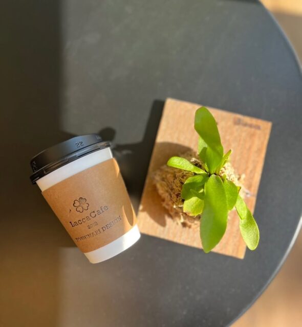 手のひらサイズからはじめるミニビカクシダ板付ワークショップ