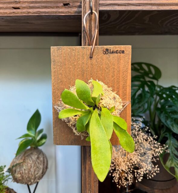 手のひらサイズからはじめるミニビカクシダ板付ワークショップ