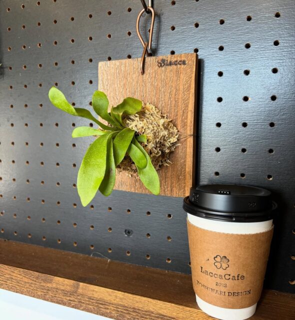 手のひらサイズからはじめるミニビカクシダ板付ワークショップ