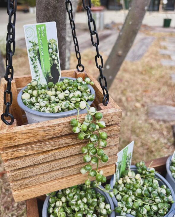 寄せ植えにもおすすめ！斑入りグリーンネックレス入荷